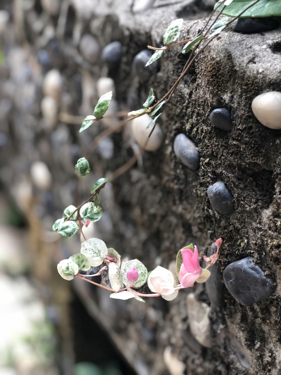 花叶络石藤 花叶络石       一,喜欢阳光照射,不能缺少阳光,如果长期