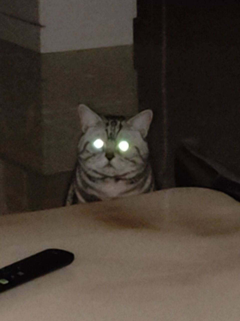 原来夜猫子长这样 嗯,夜猫子名不虚传!大半夜依然炯炯有神,在下佩服