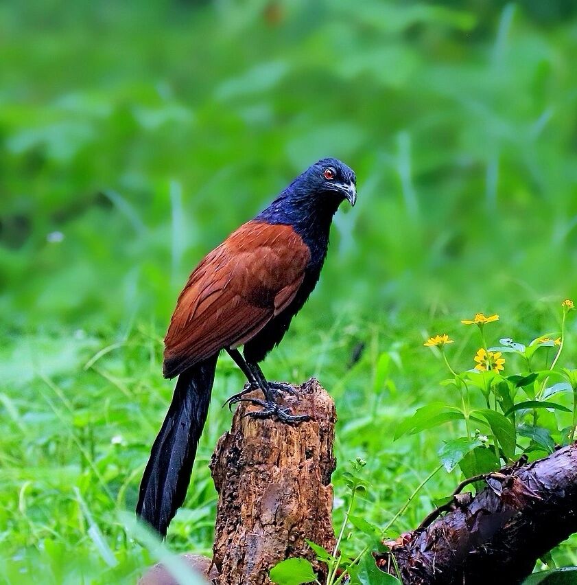 红毛鸡,国家二级保护动物