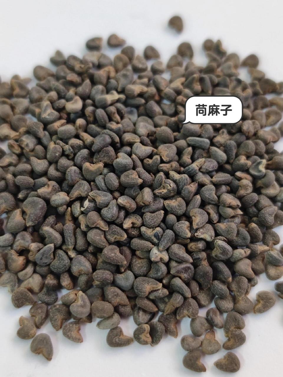 茼麻子别名图片