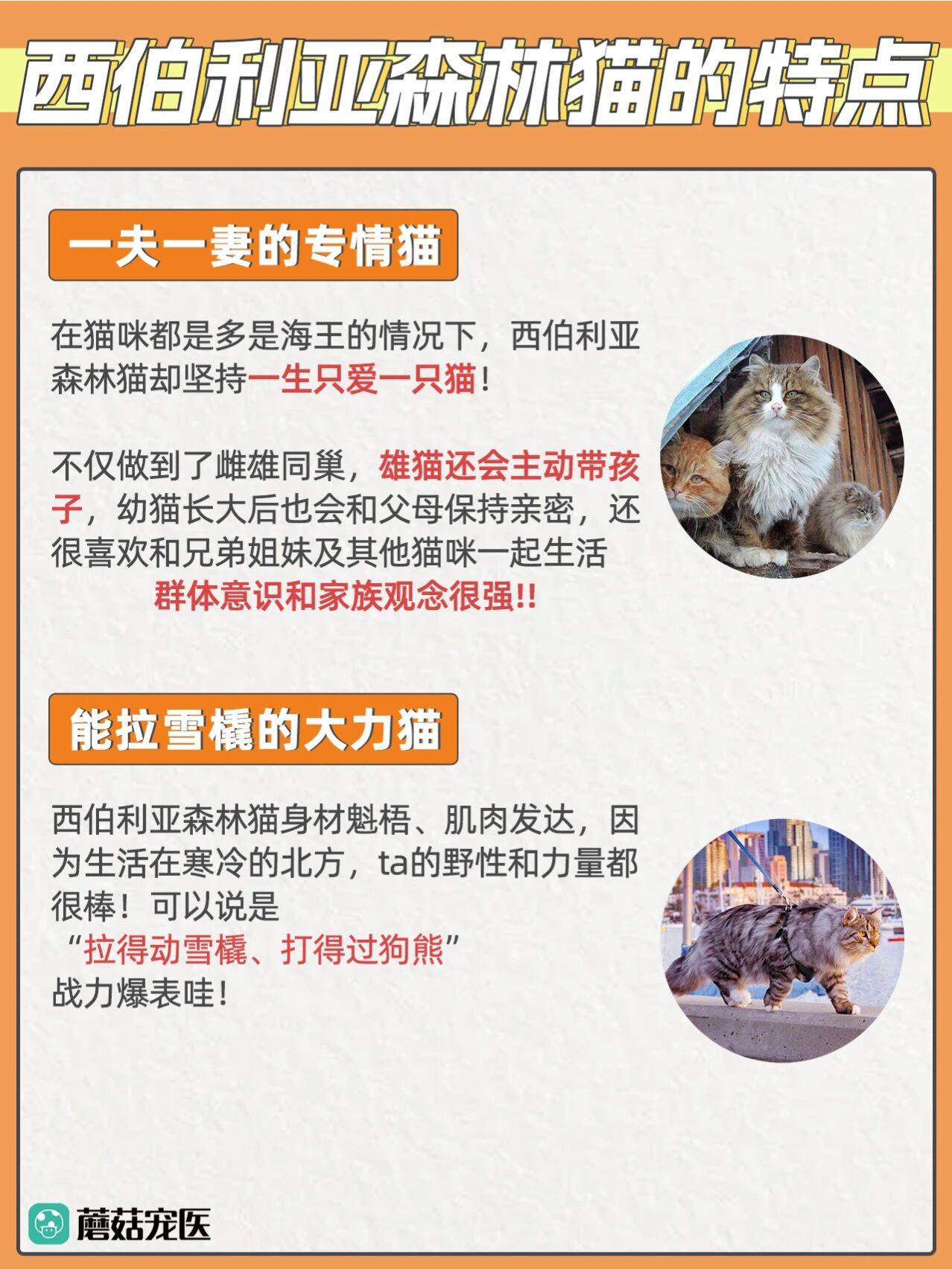 西伯利亚森林猫拉雪橇图片