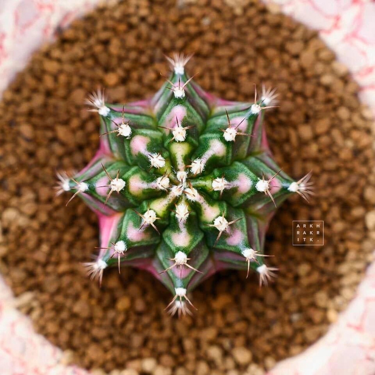 米哈仙人球的世界是五彩缤纷,五颜六色的.