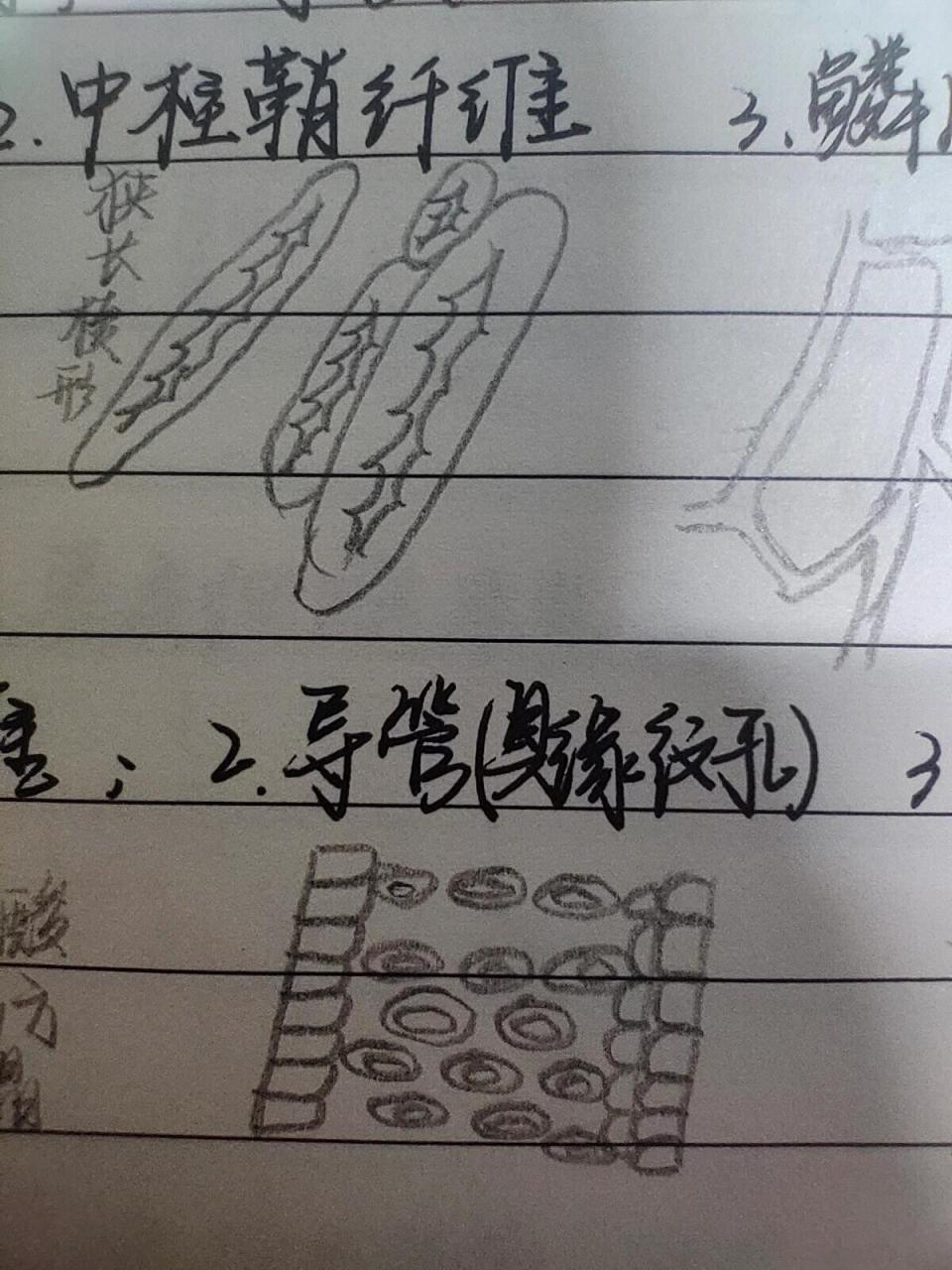 网纹导管3.淀粉粒 黄连1.石细胞2.中柱鞘纤维3.鳞叶表皮细胞 甘草1.