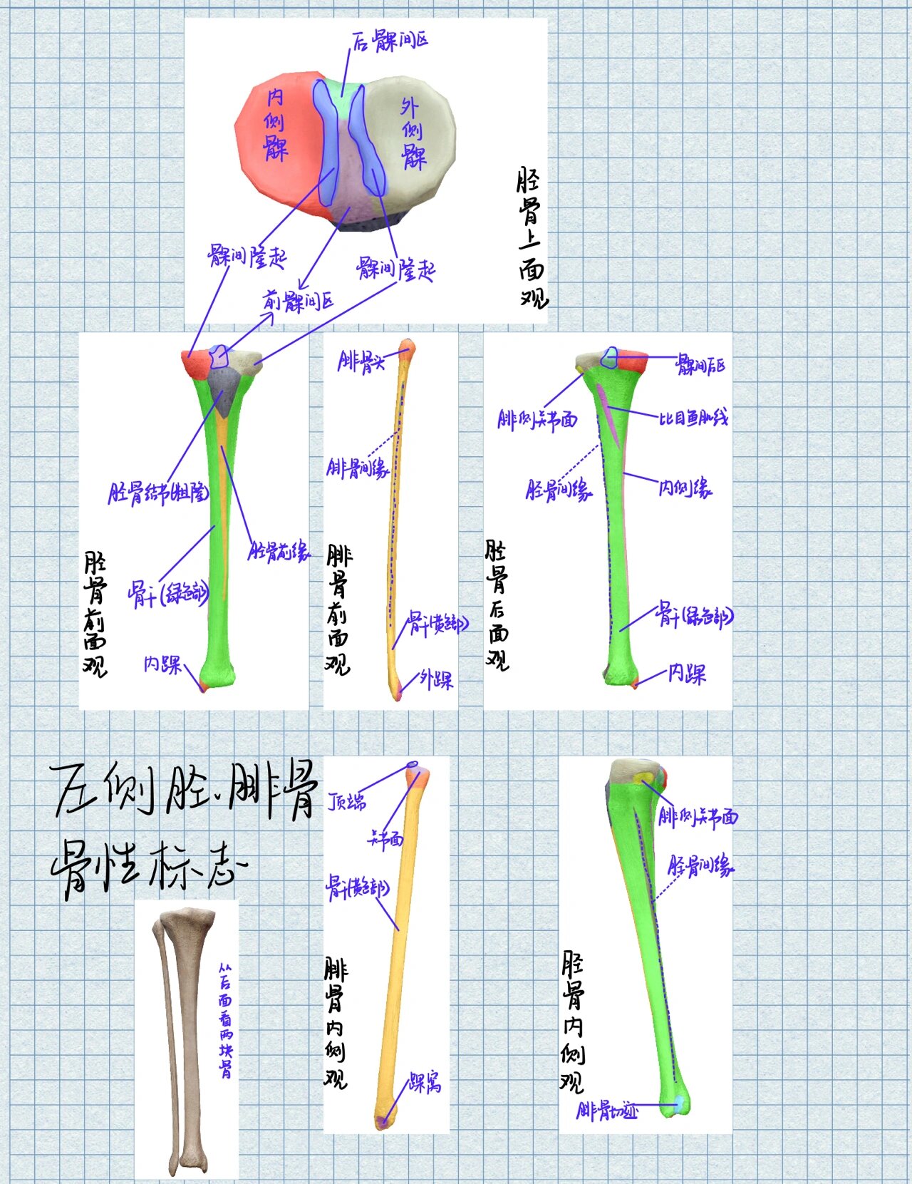 人体最大的关节图片