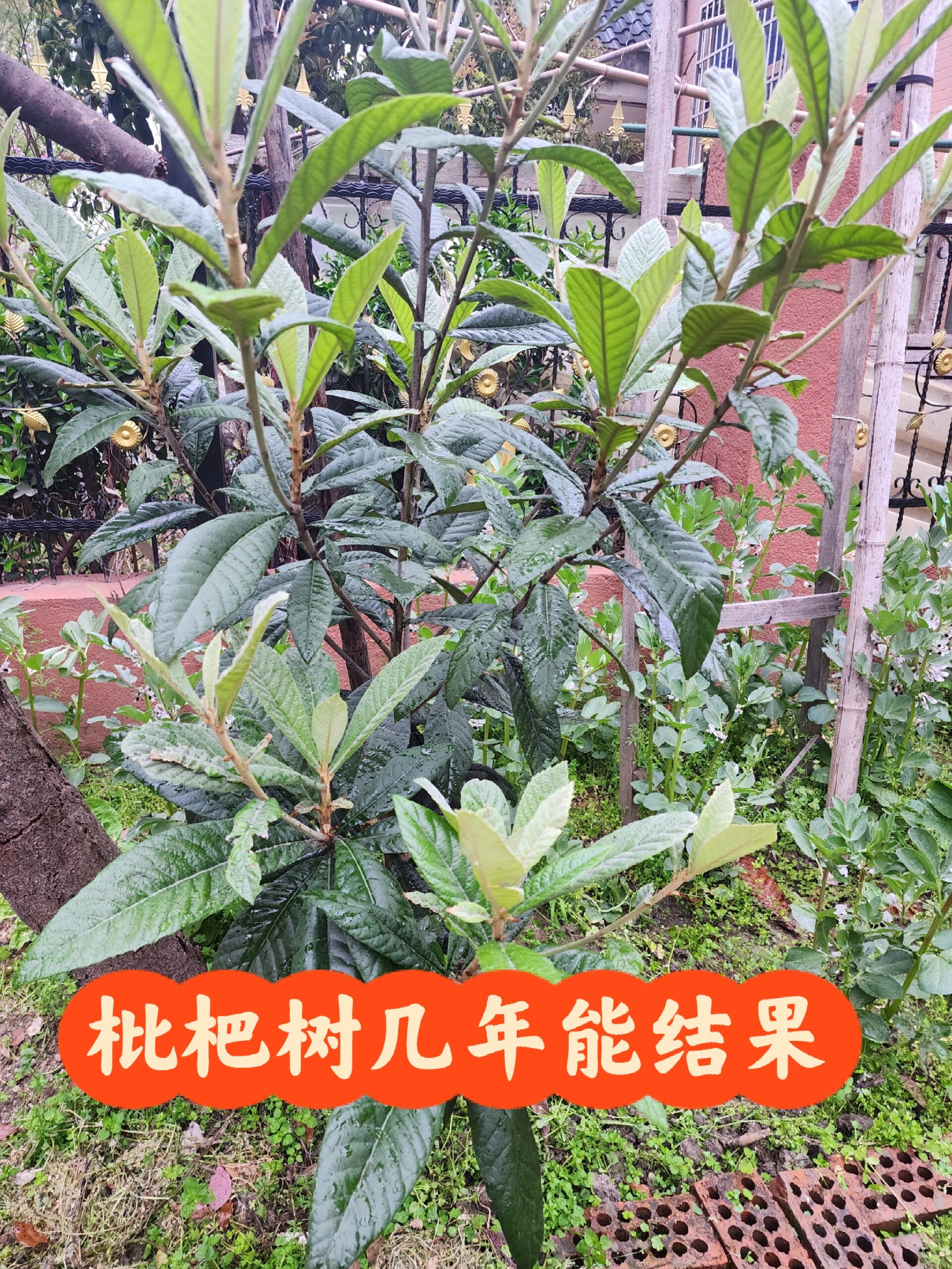 枇杷树种下几年能结果?