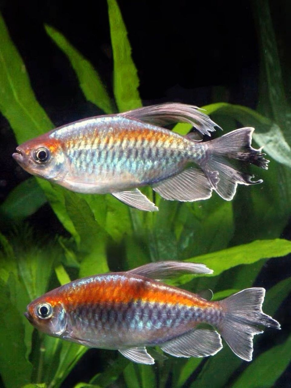 刚果美人-来自非洲的美人鱼 95名:刚果美人 别称:刚果扯旗鱼 刚果