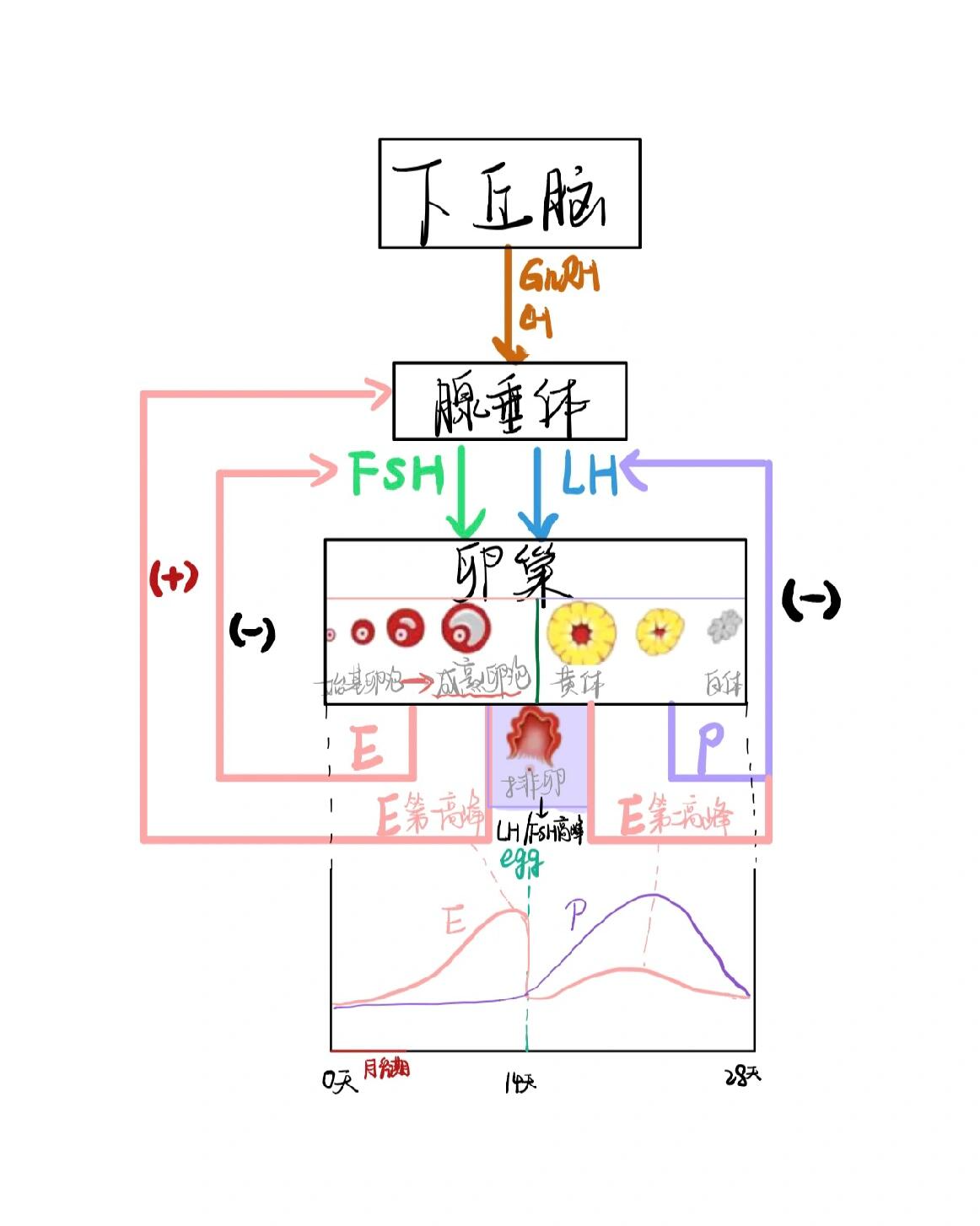下丘脑垂体卵巢轴图片