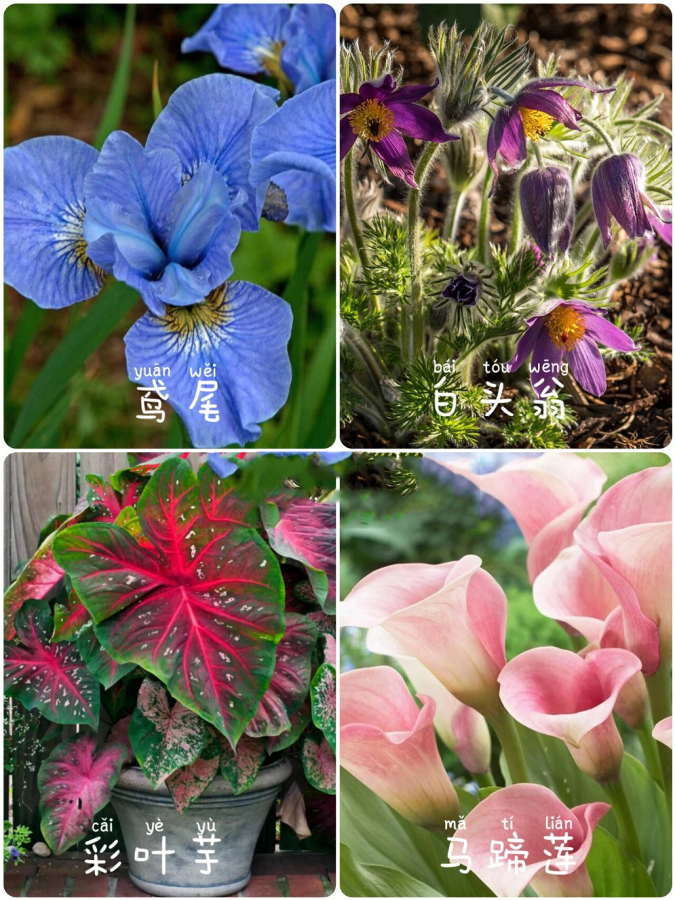 00常见的球根花卉有哪些以及如何分类 99球根花卉有很多种,一般都