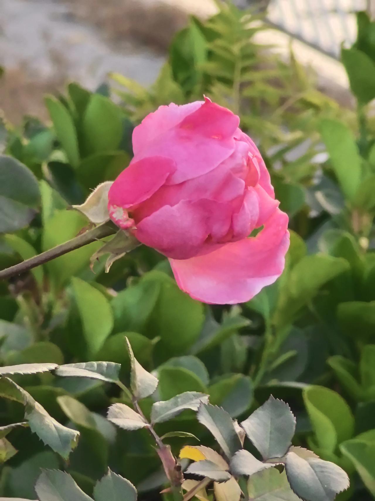 晒图笔记大赛今天的月季花儿20251202月季花