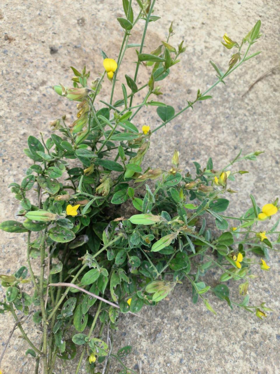 响玲草——顿猪耳朵9099吃喝汤 耳鸣,耳聋,顿猪耳朵9099吃