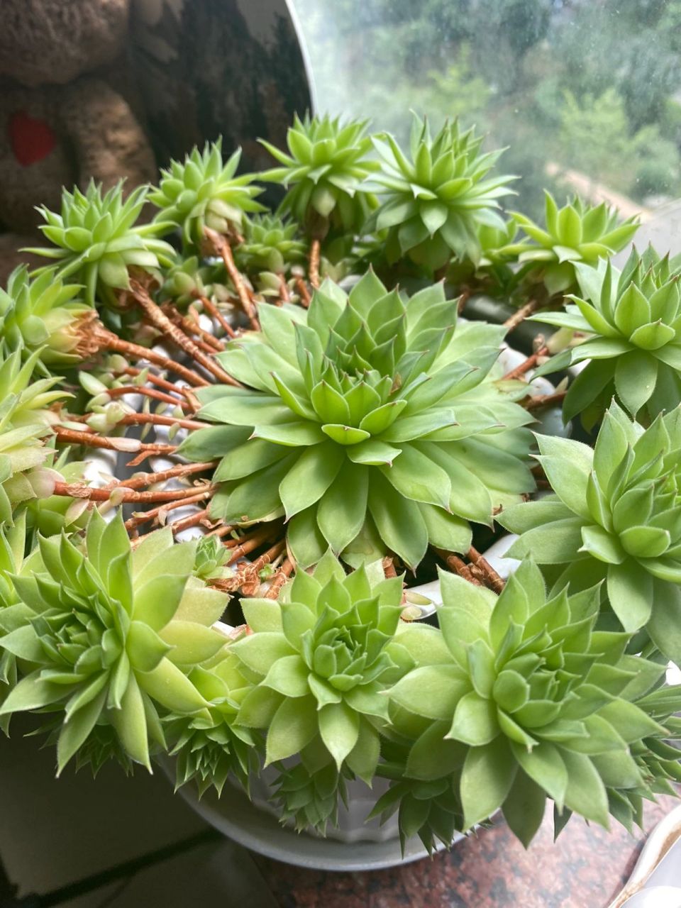 多肉 观音莲爆盆 舅妈养的多肉爆盆了 里三层外三层 还有不断的新芽冒