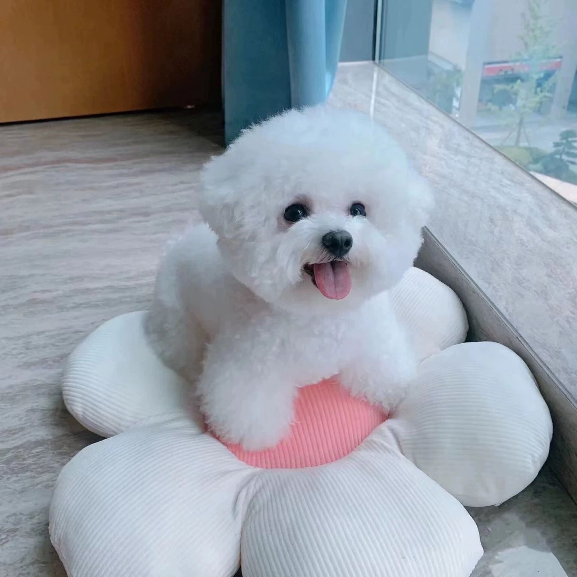 比熊幼犬价格新动态：从经济实惠到高端奢华
