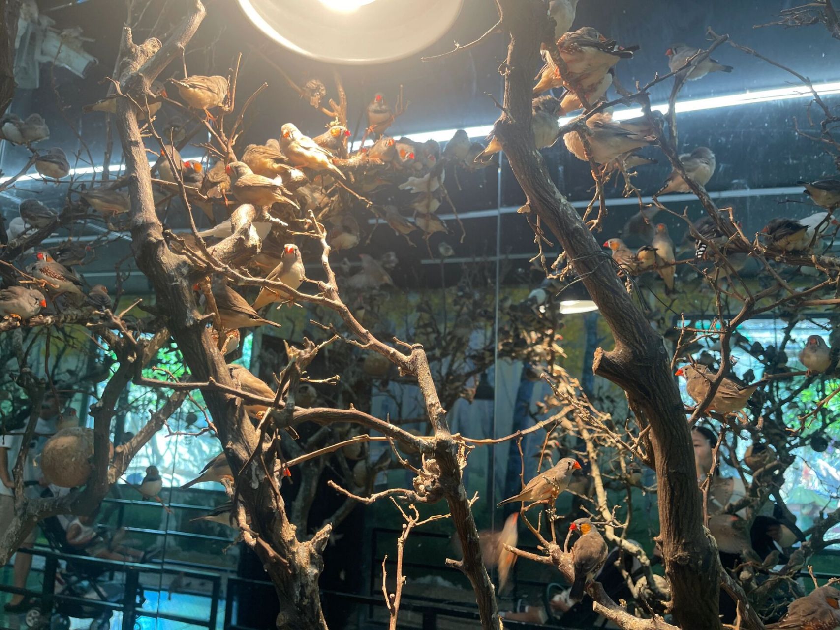 武汉zoolung动物园 来武汉东湖zoolung玩啦 很多可爱的小动物 很适合