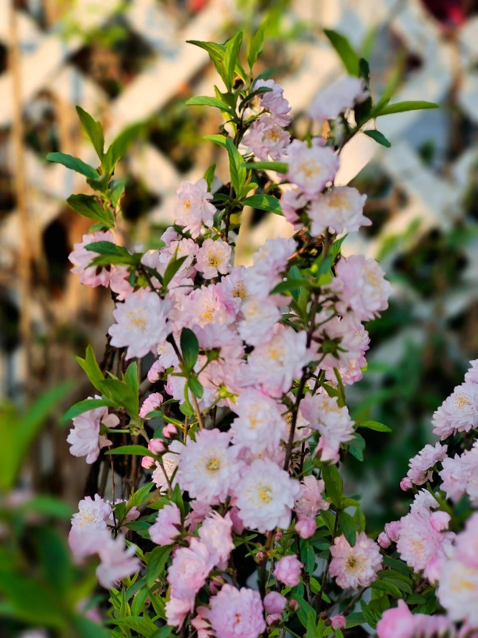 重瓣郁李 花期短,却超美,又是难舍难弃的品种,可叹院子太小了哟