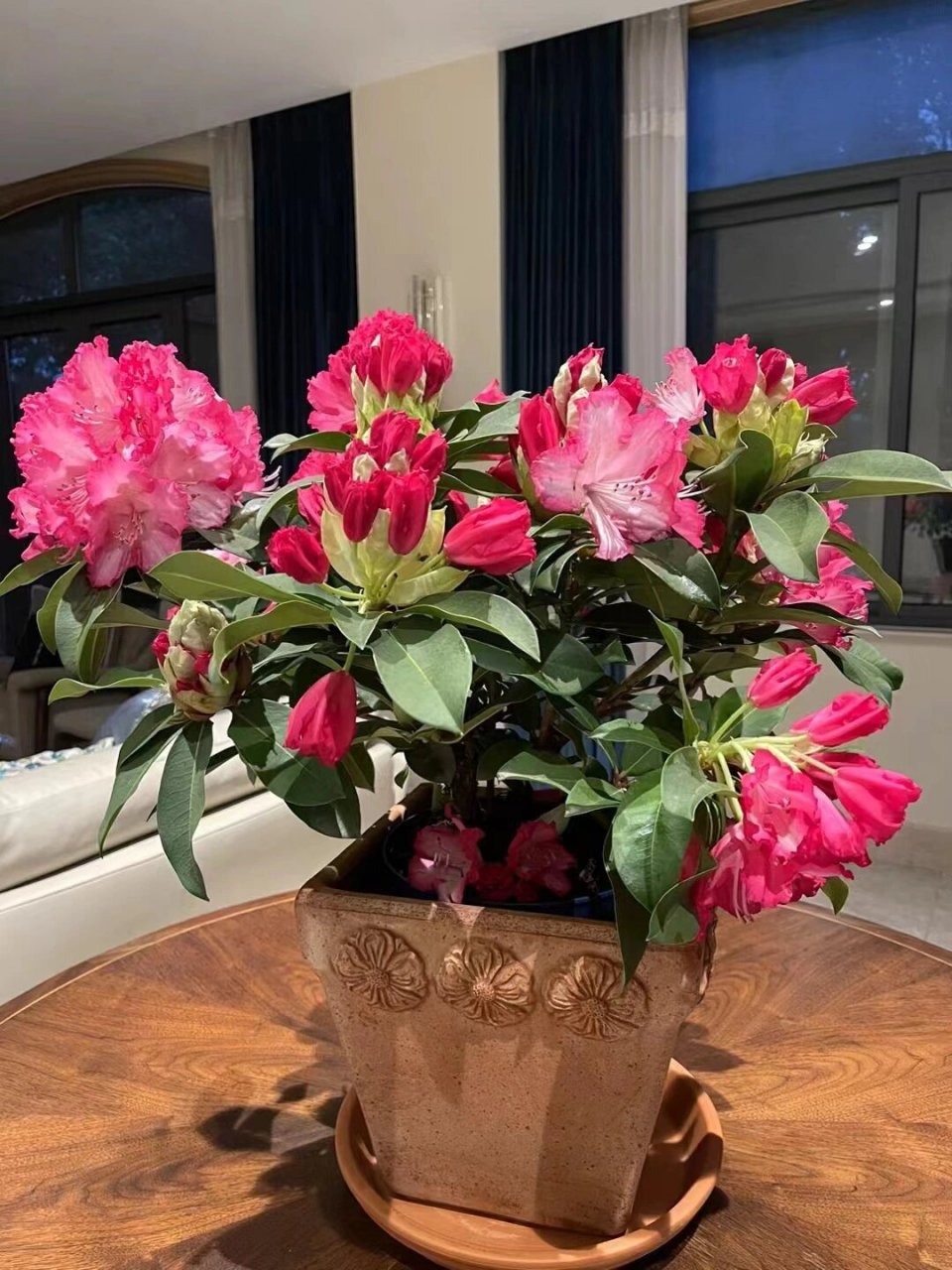 高山杜鹃之红粉佳人 耐寒的冰美人#高山杜鹃# #家居摆件# #庭院植物