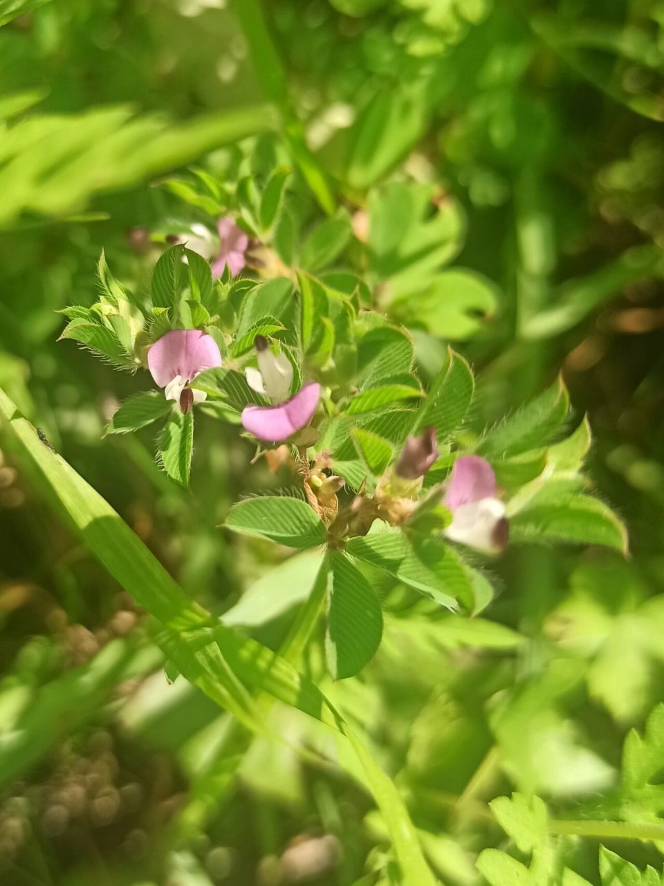 别名:人字草,公母草,掐不齐,牛黄黄 鸡眼草植株矮小,分枝密集,三出