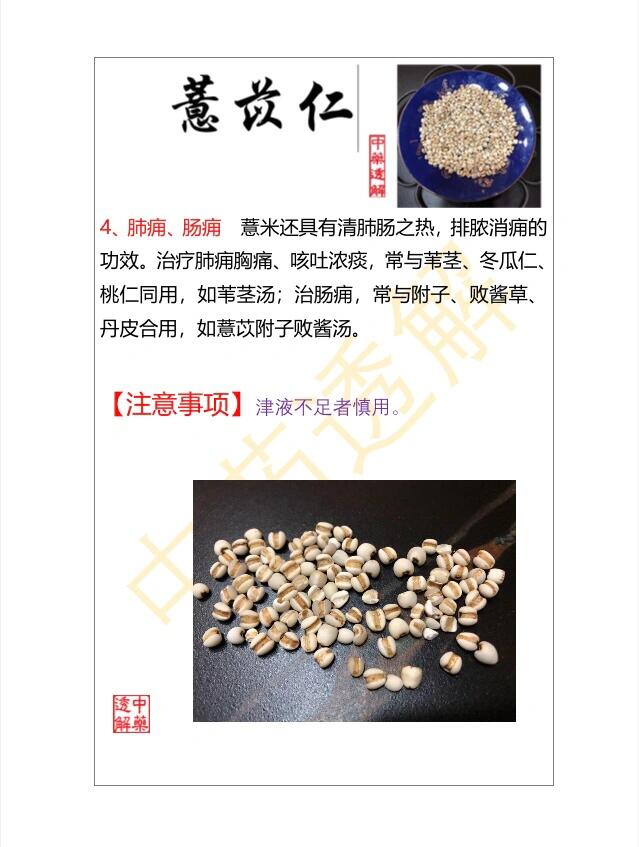 中药透解第186期|薏苡仁-基本信息 中药透解第 186 期 薏苡仁—基本