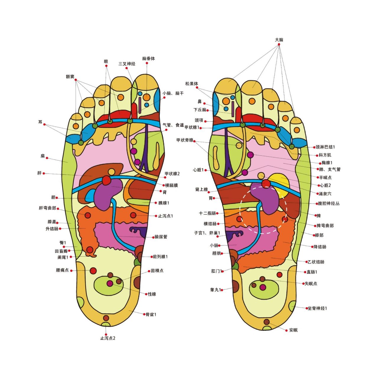 中医经络穴位:《脚底穴位图片大全》 在临床医学上,通常所说的脚底