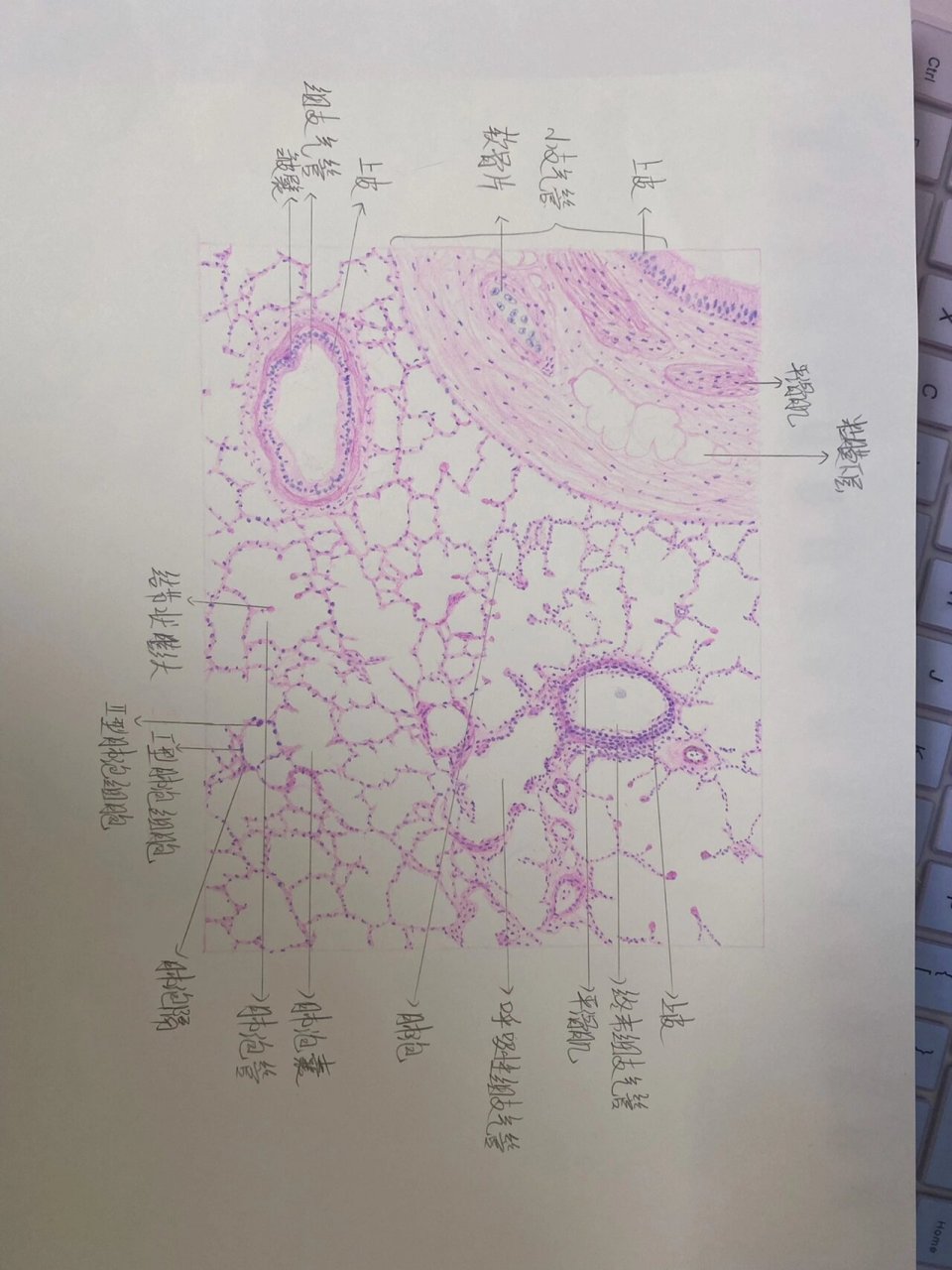 肺切片红蓝铅笔手绘图图片