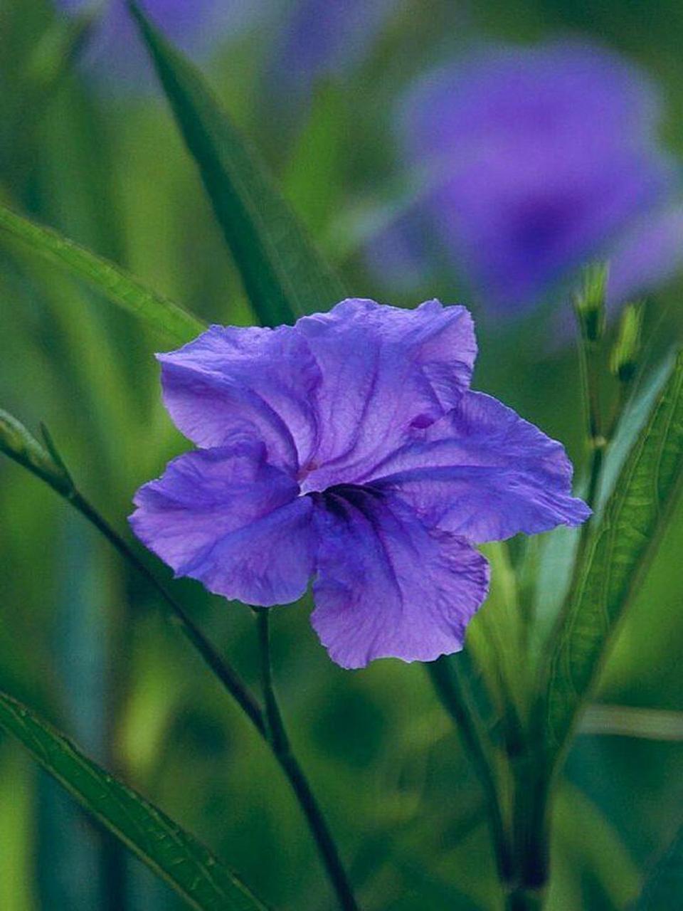🌊 蓝草不仅是一种植物,更是一种情感的象征,它代表着宁静,平和与