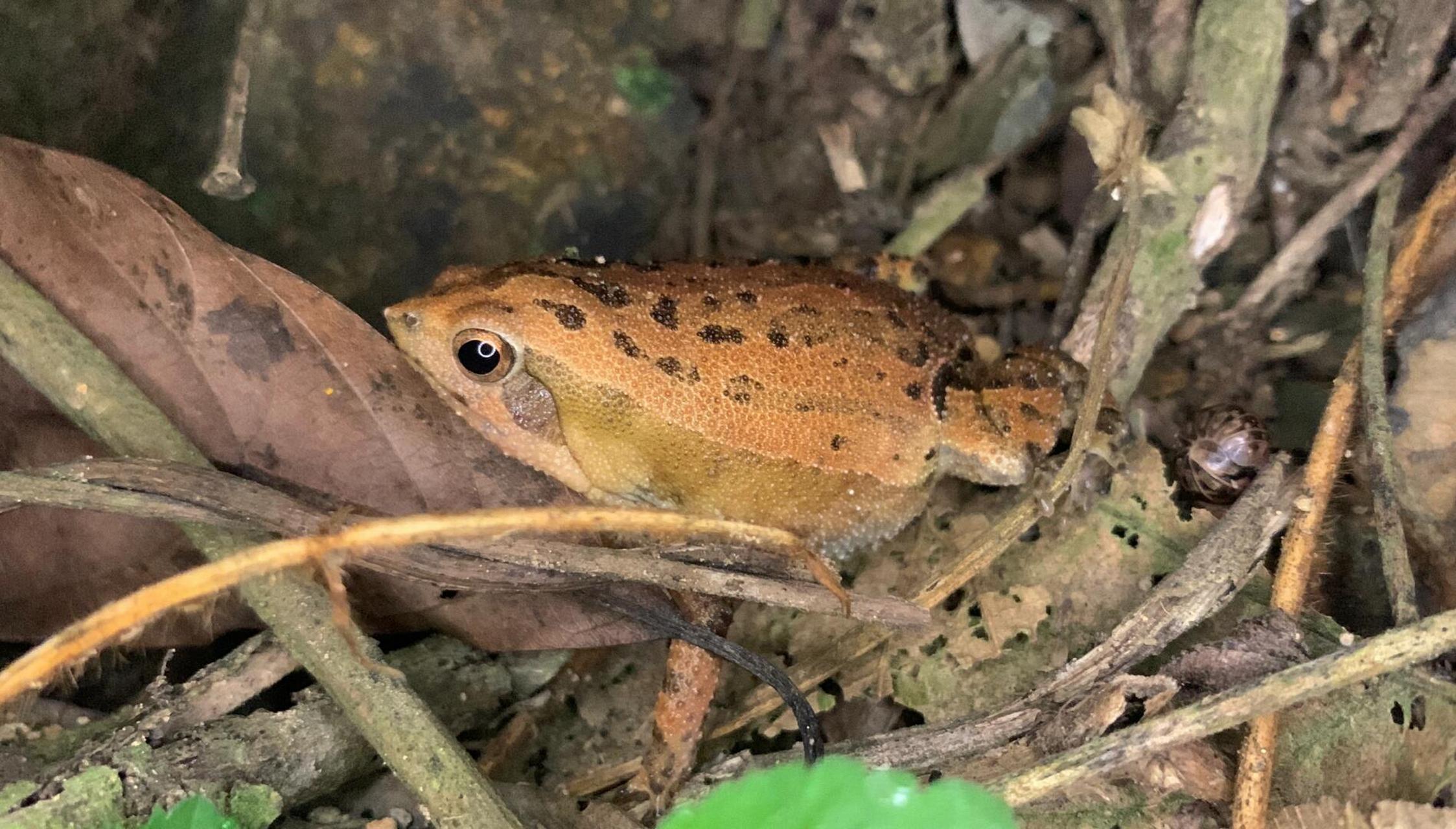 花细狭口蛙～不太常见,胖胖的很可爱[害羞]#呆萌可爱# #大自然# #蛙