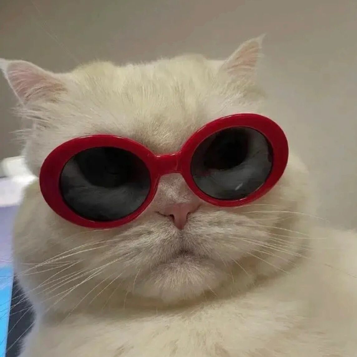搞怪头像|猫咪沙雕拽酷头像第二弹 第三张真的好傻哦哈哈哈哈