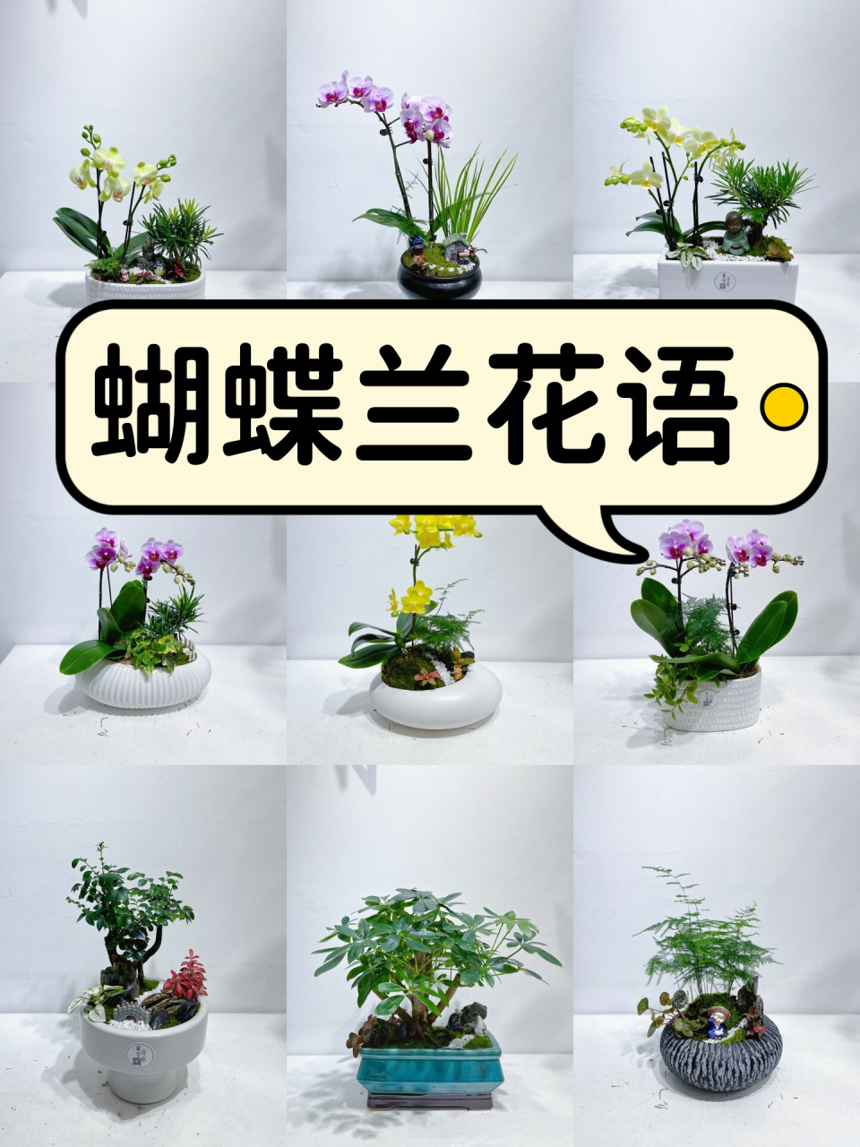 蝴蝶兰花语 亲们,你们知道蝴蝶兰的花语和象征意义吗?