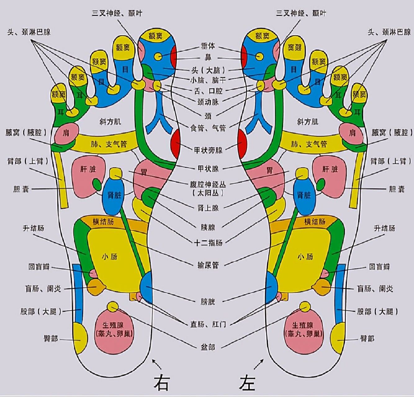 超详细的足部反射区图来啦 每天学点养生知识,求医不如求己