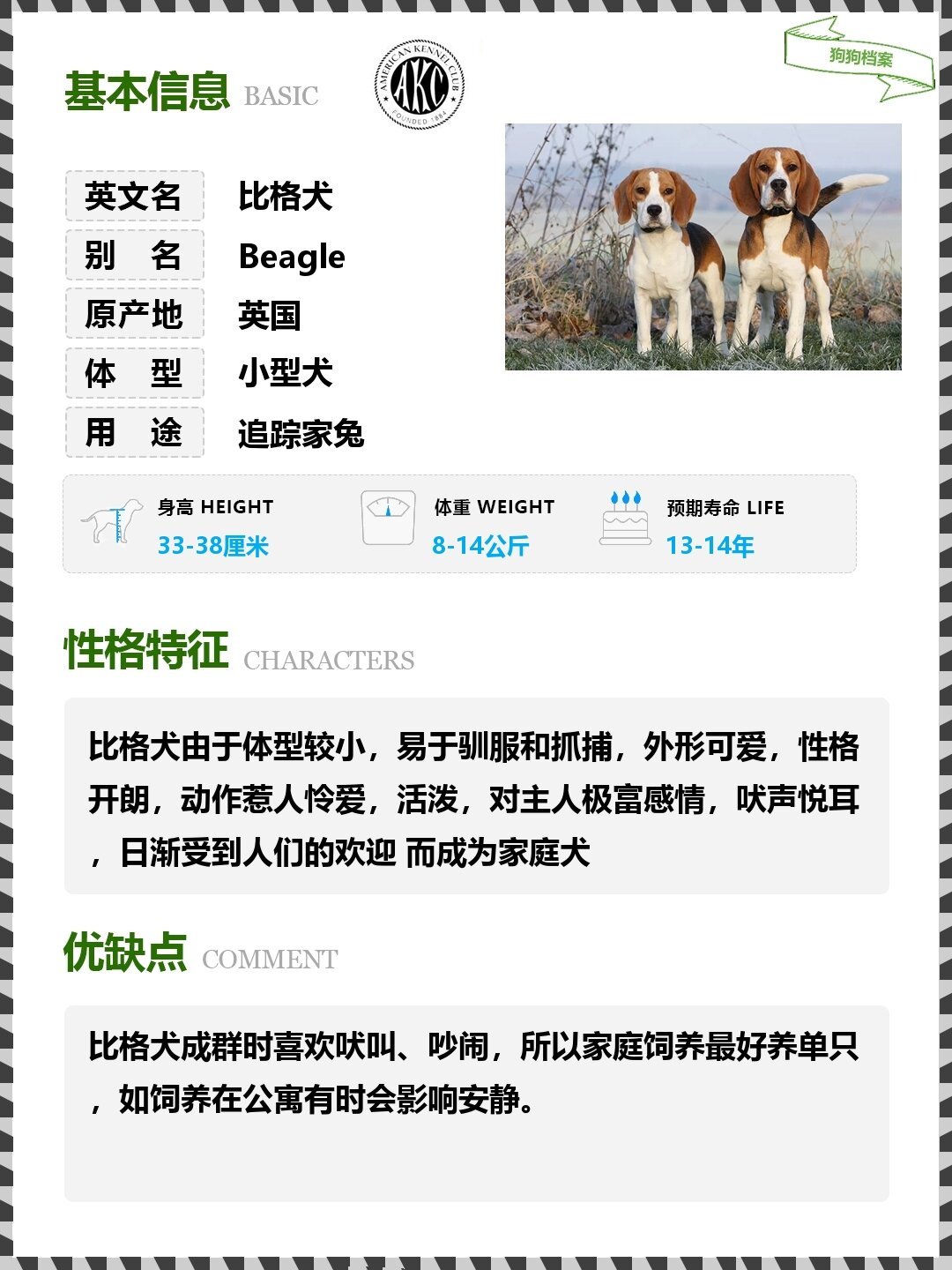 比格犬的寿命图片