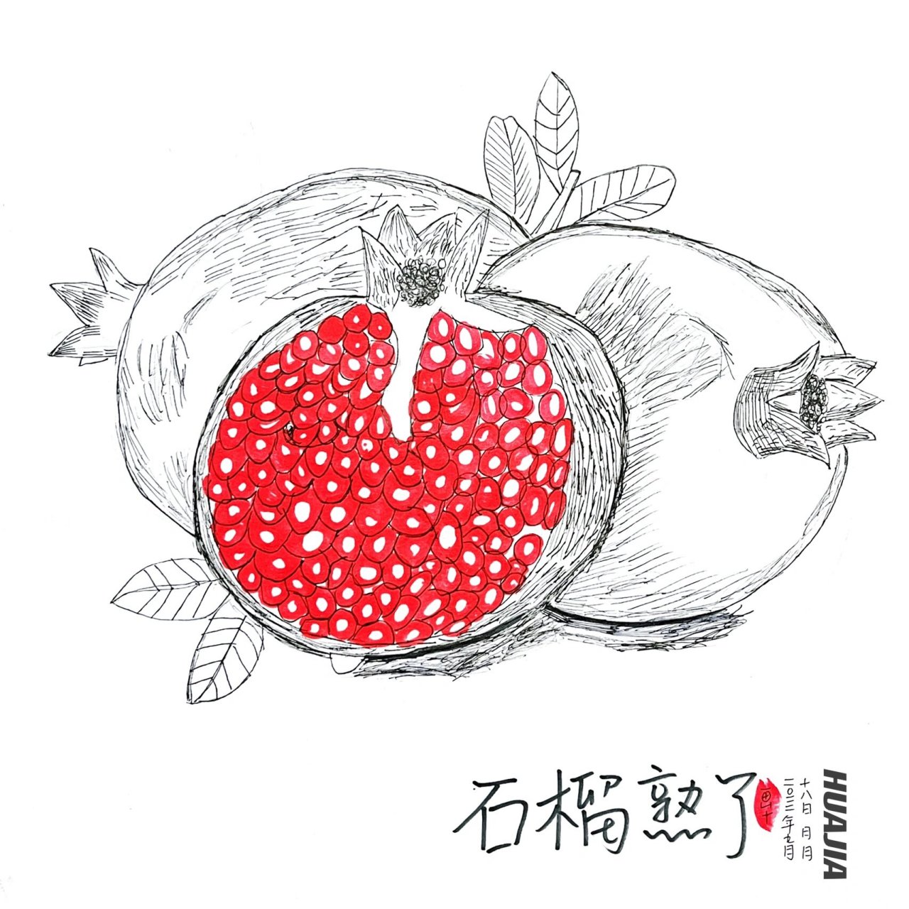 石榴熟了|第二弹|6-7岁写生作品 通过图片写生的方法,观察石榴,感受