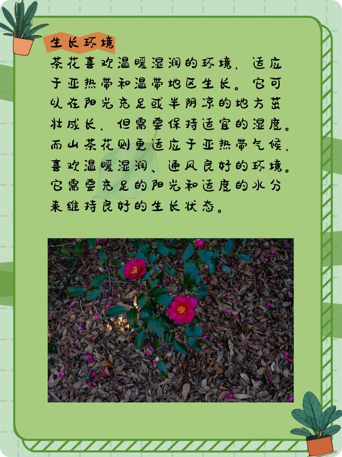 茶花样子的描写图片