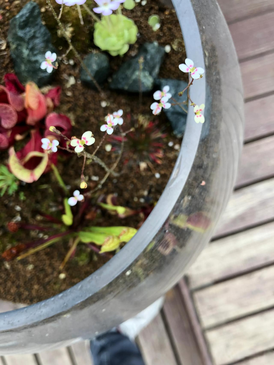 赏花时刻 食虫植物生态缸里的植物都开花啦 樱叶捕虫堇 丹波花柱草
