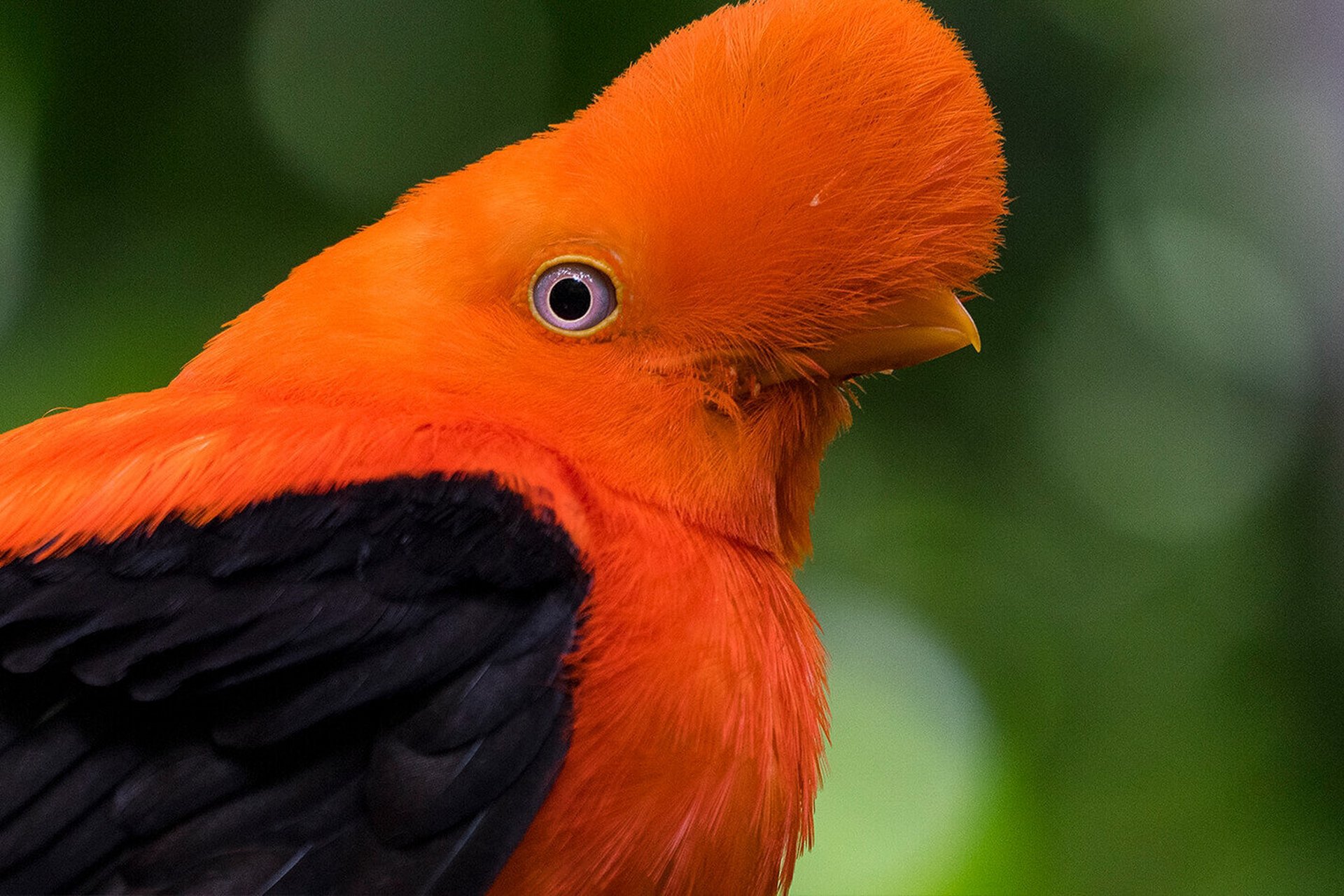 头顶红色毛茸茸小扇子的安第斯动冠伞鸟 亚马逊雨林中有一种头顶一把
