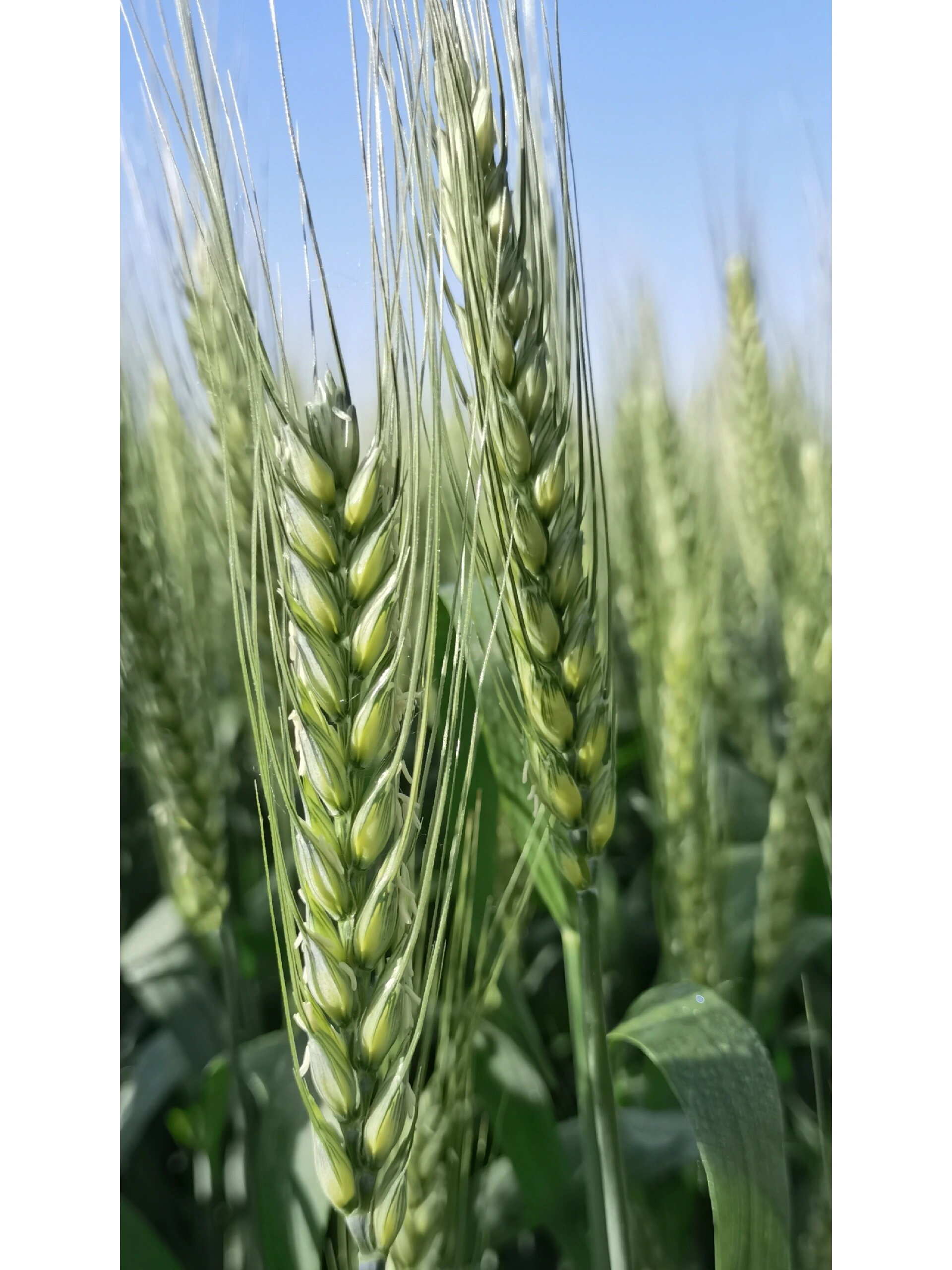 世界上花期最短—小麦花