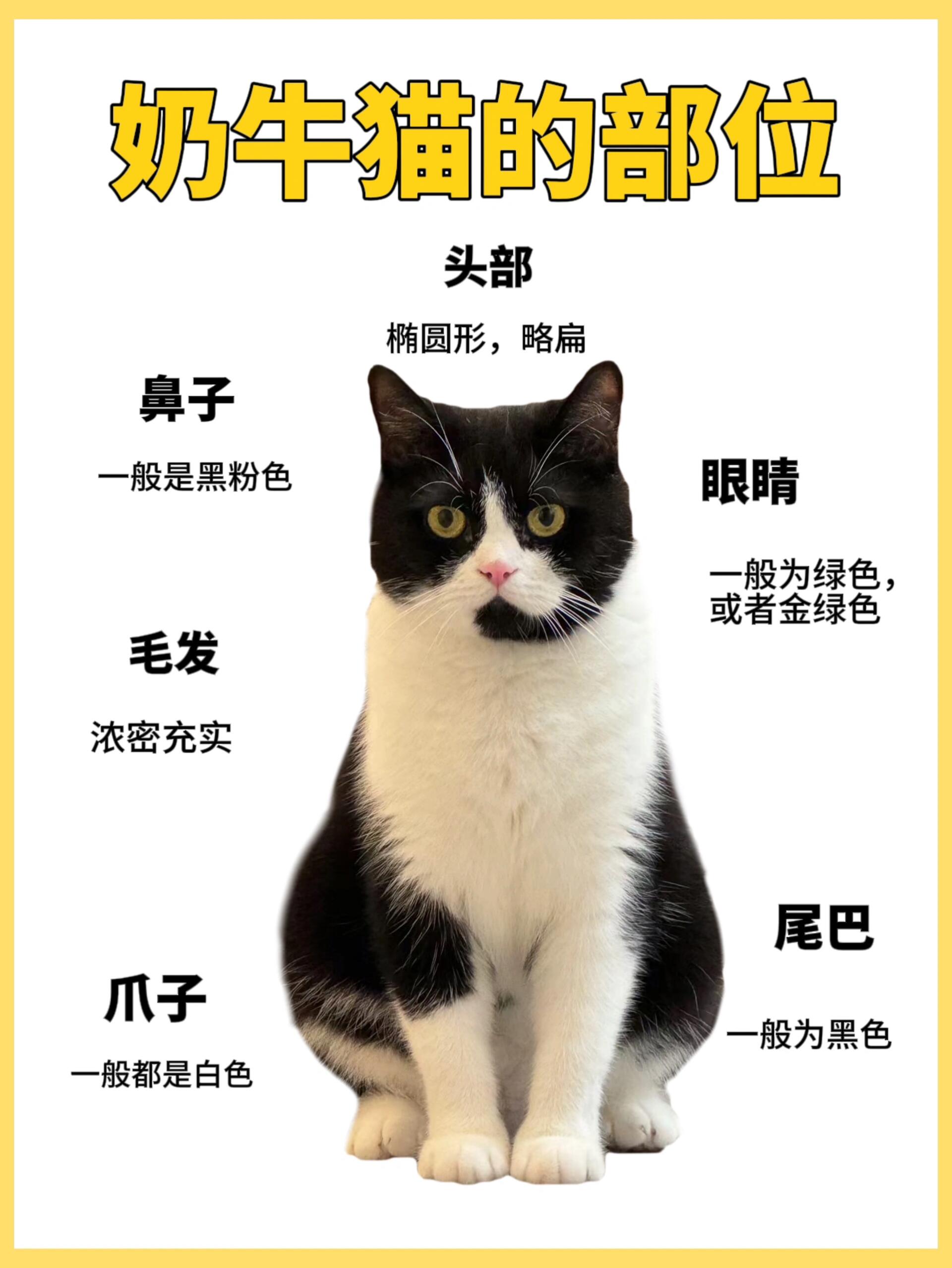 每天认识一只猫——奶牛猫