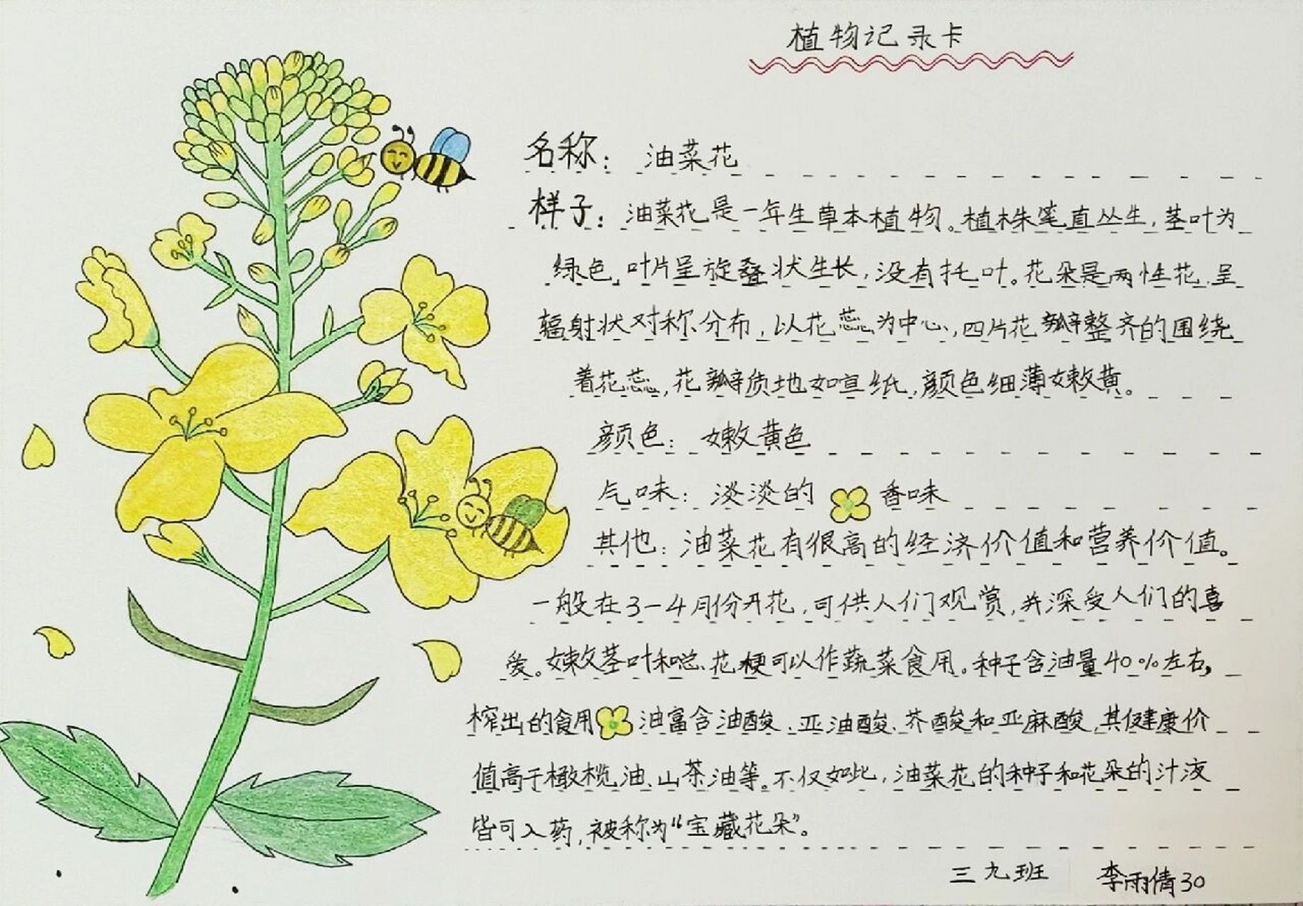 观察油菜花记录表图片