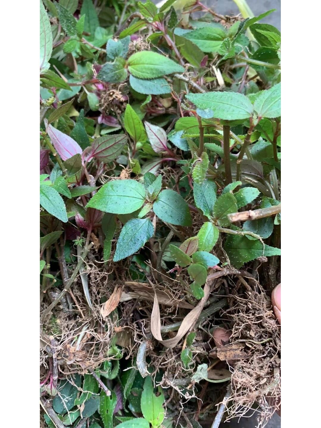 风鼓草 风柜斗草又名风鼓草,风谷草,风骨草,风古草;可以解酒,具有保肝