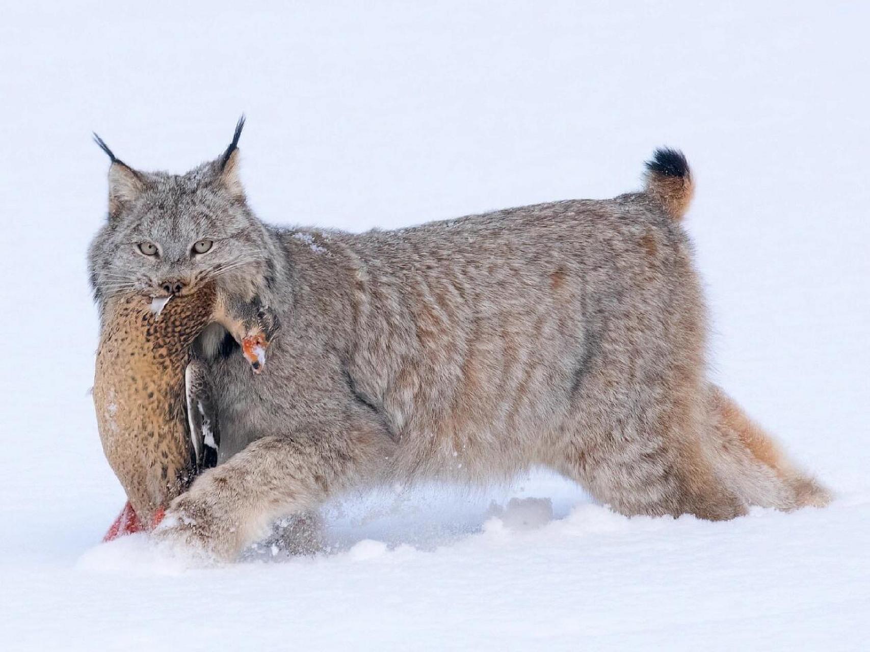 猞猁|每天认识一种奇妙动物045 中文名:猞猁 拉丁学名:lynx 别名:欧亚