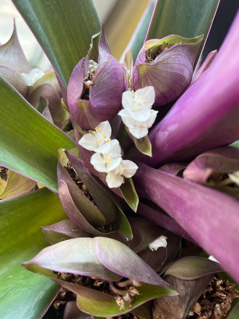 元宝花终于开了