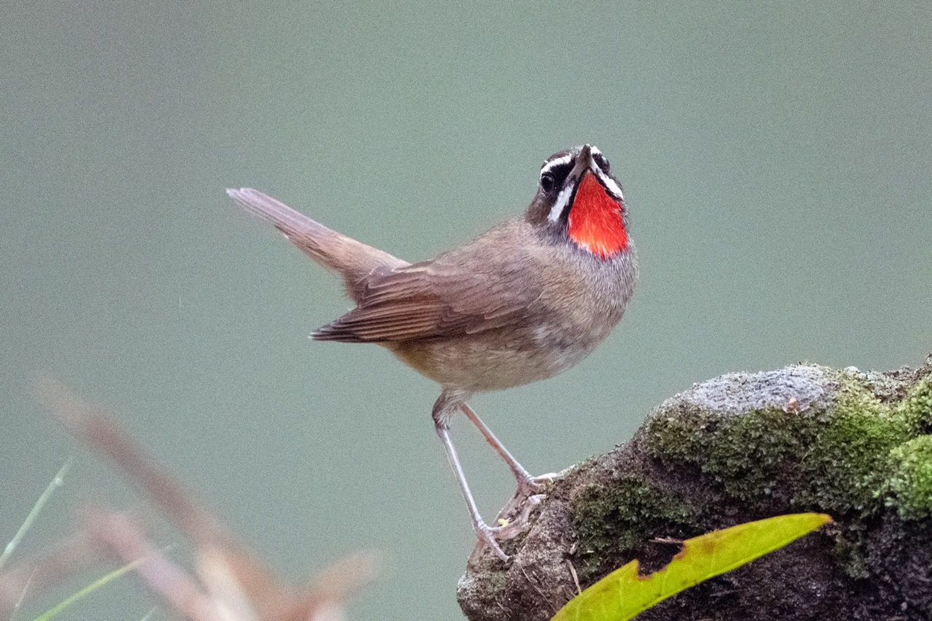 鸟中君子红靛颏diàn kē,又名红喉歌鸲qú 脑子转不动了,偷空搞点