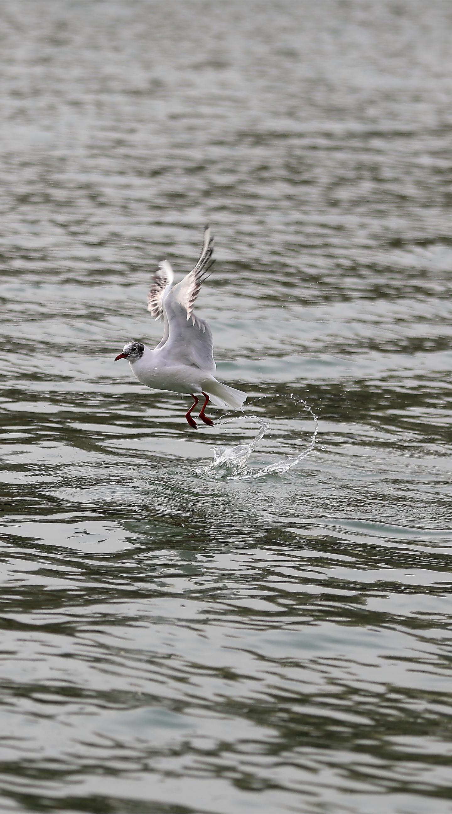 白鹭飞走了,红嘴鸥来安家.太原的汾河湿地从来没缺过"好朋友".