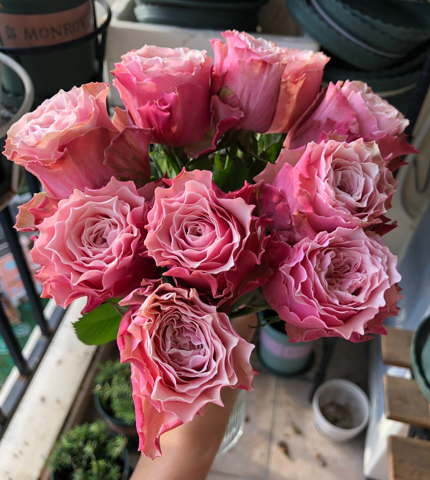 玫瑰|伯利兹(金宏花卉)  70. 伯利兹.