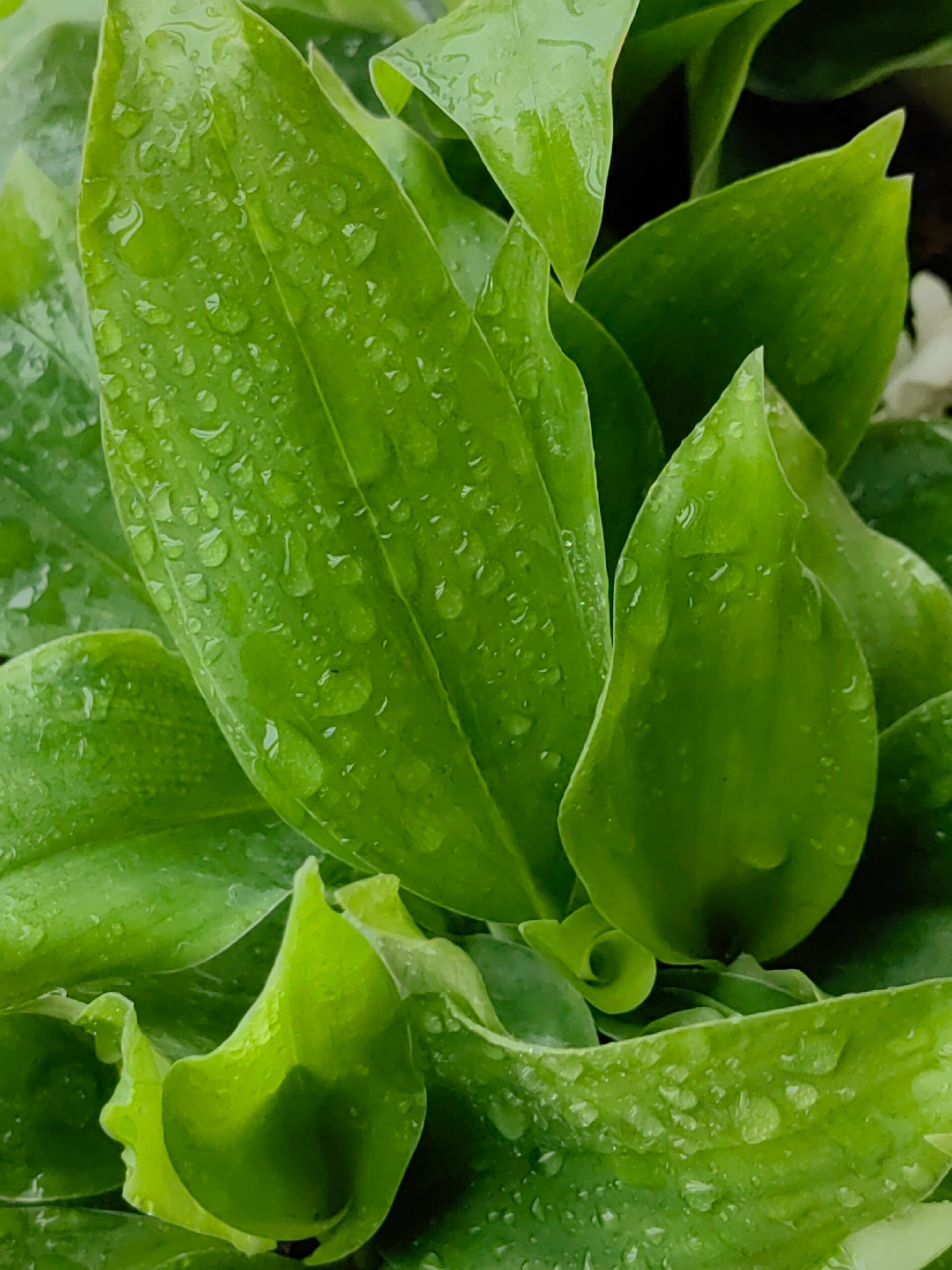 雨滴绿叶——沙姜叶         	 美美哒沙姜叶～ 原来沙姜叶这么漂亮