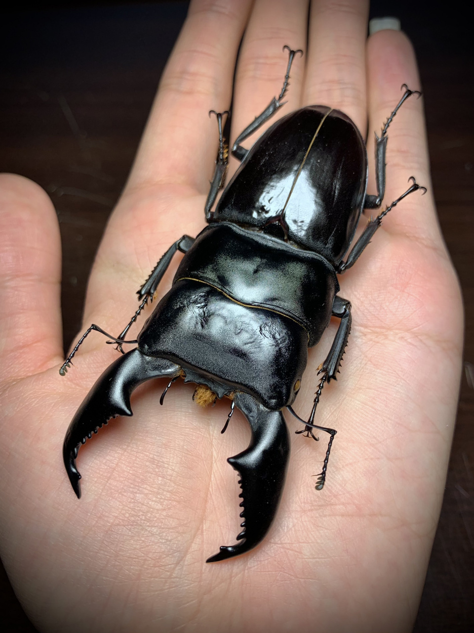 一只大个头比例很不错的苏[害羞]#标本# #甲虫# #锹甲# #苏门答腊巨扁