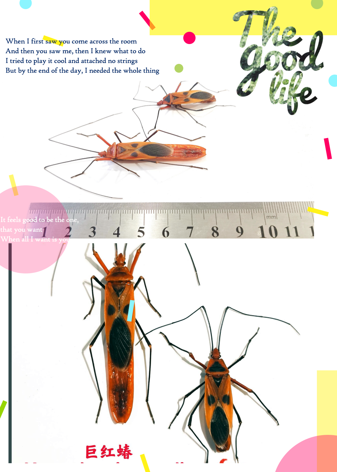 宝子们,今天给大家介绍一种超酷炫的昆虫