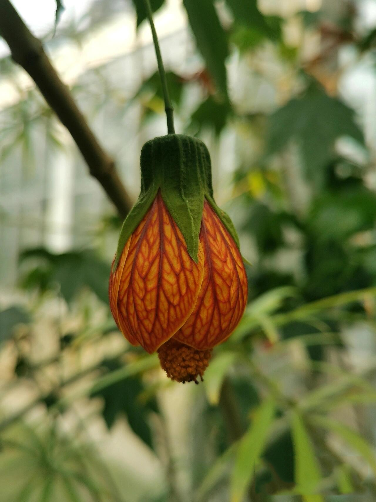 金铃花(abutilon pictum ) 别名:灯笼花 锦葵科 茼麻属 简要介绍