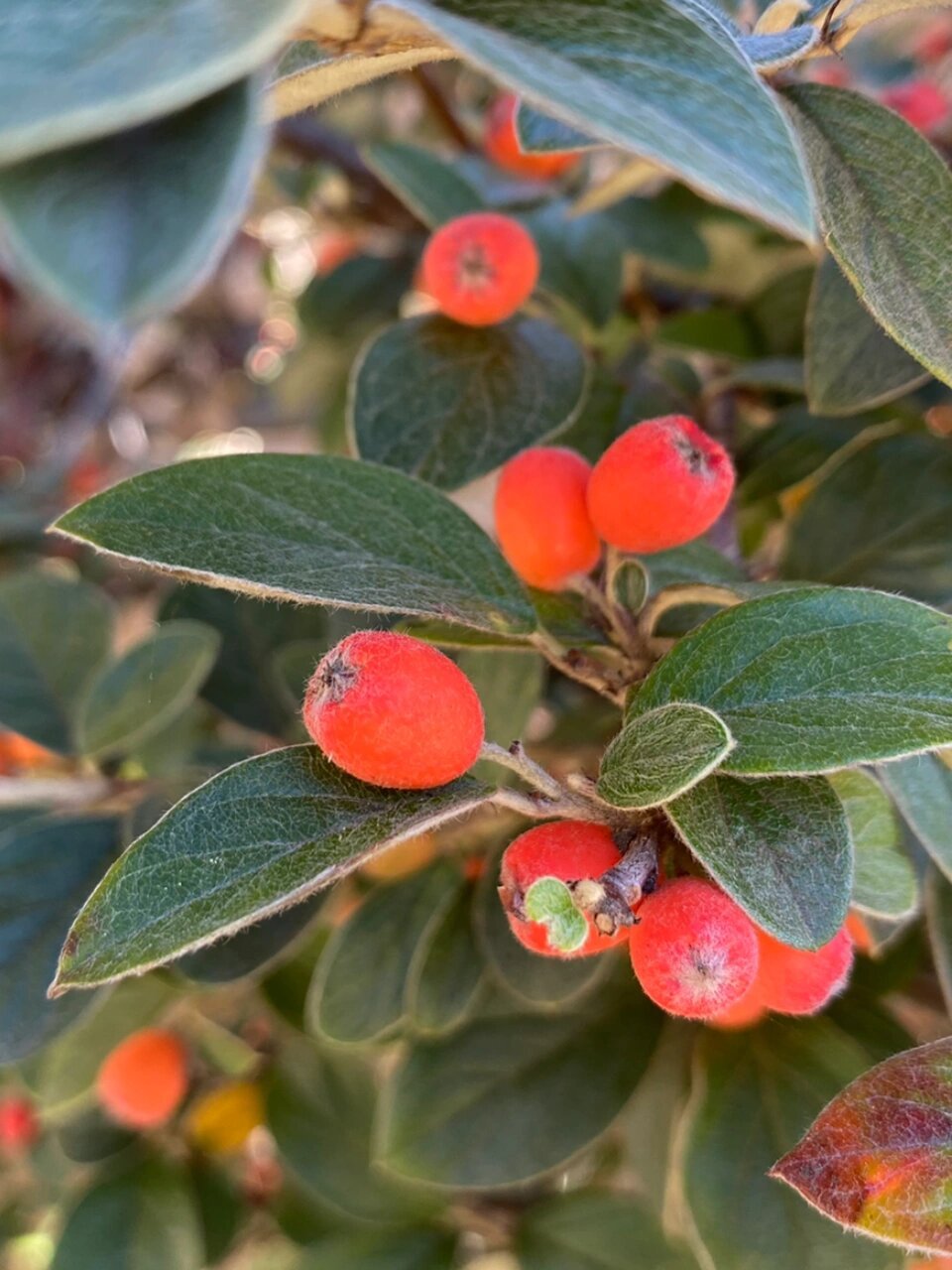 西南栒子的果实是橘红色的90 栒子属种类好多啊,看的眼花缭乱 93