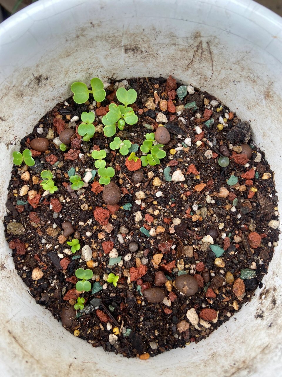 我种的鸡毛菜发芽啦 买山乌龟送了一包鸡毛菜的种子 随便选了两个闲置