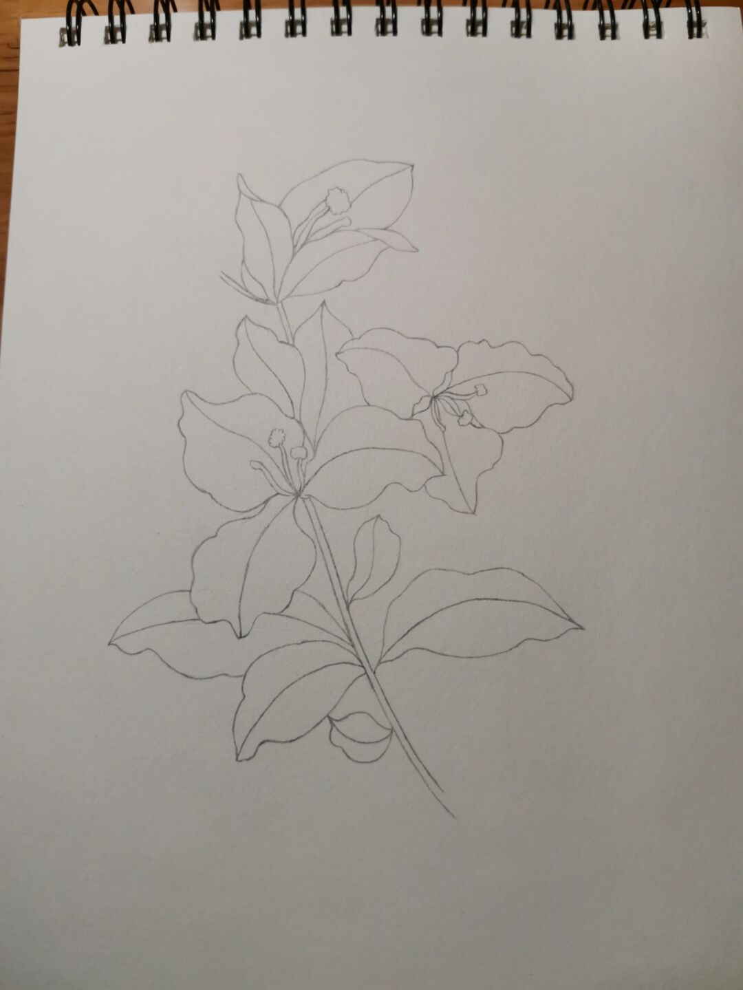 学画画123～三角梅(附步骤) 临摹《一笔一世界》 三角梅又名毛宝巾,九