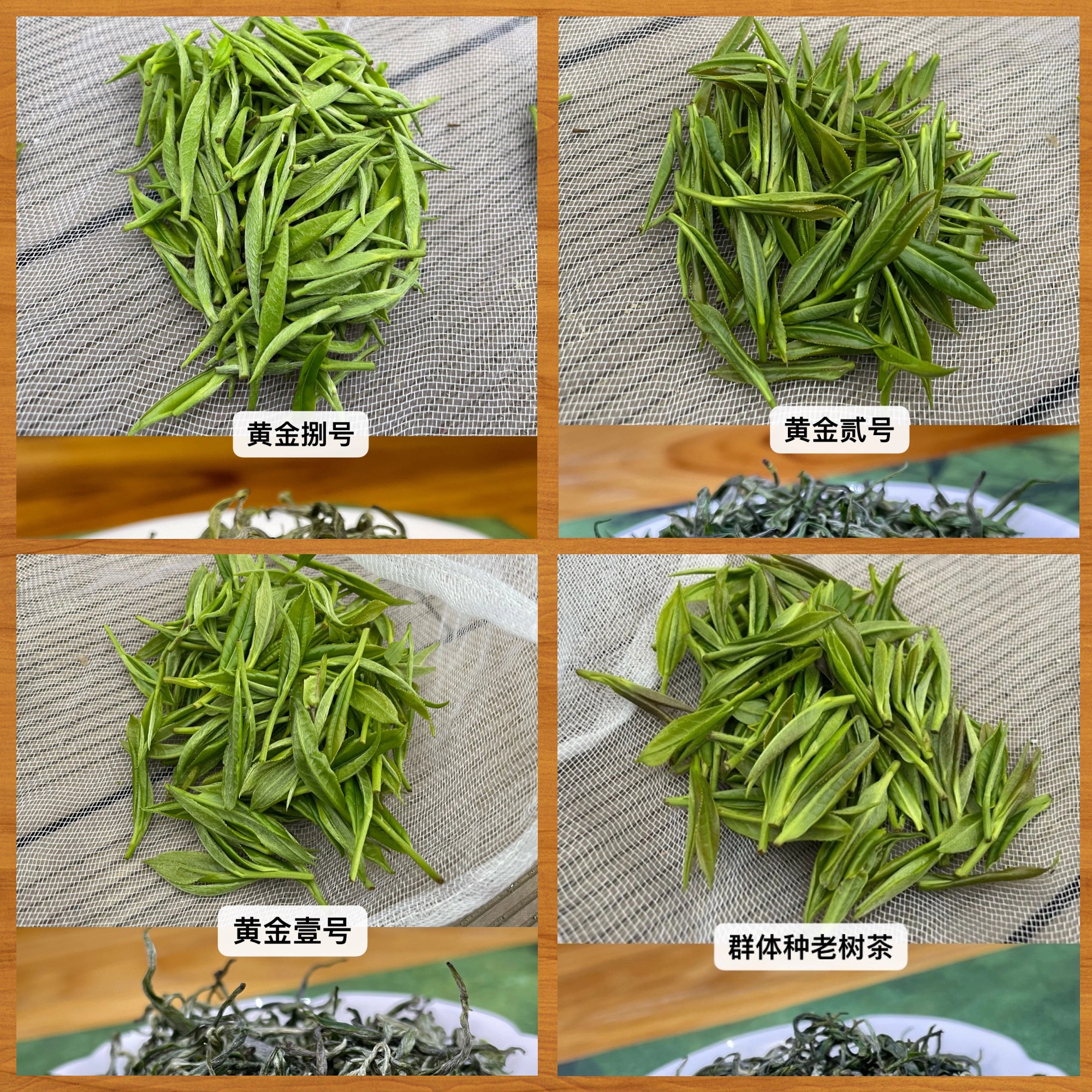 保靖黄金茶:湖南绿茶之首品种独特品鉴 99【茶香四溢,品味不同】